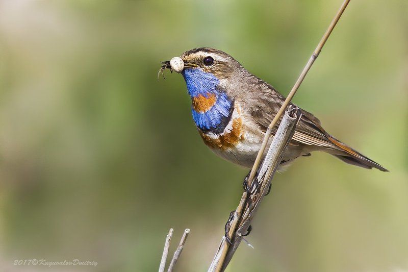 Варакушка фото превью