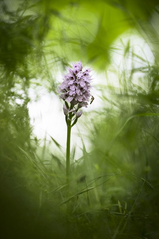 цветы,цветок,макро,растения,комар,боке,flower,flowers,plants,bokeh Неожиданный гость фото превью