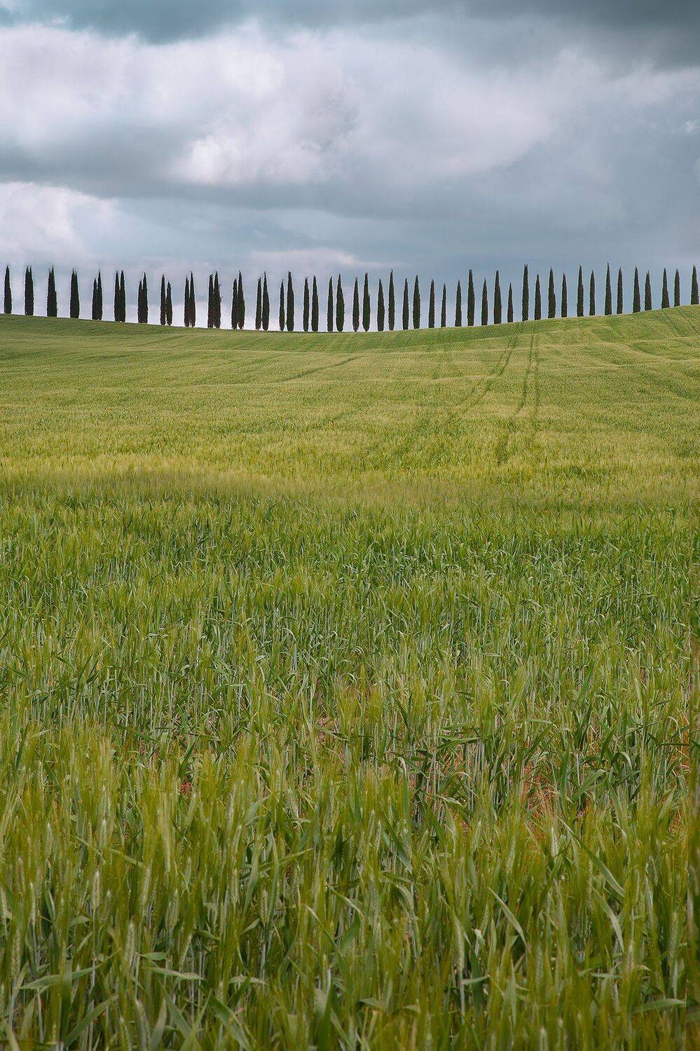 пейзаж, тоскана, италия, ландшафт, travel, landscape, tuscany, toskana, italy, nature, Анастасия Колесникова
