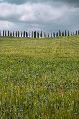 На острие кипарисов
