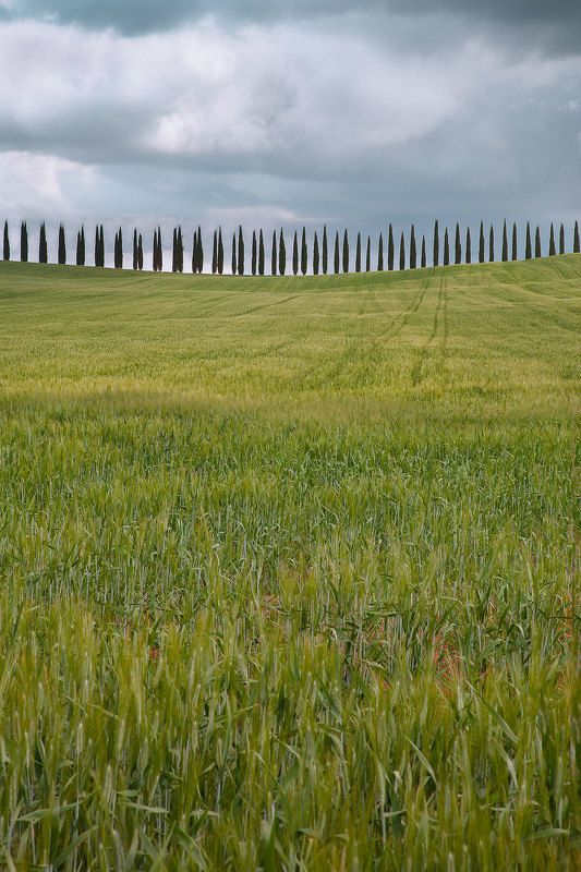 пейзаж, тоскана, италия, ландшафт, travel, landscape, tuscany, toskana, italy, nature На острие кипарисов фото превью
