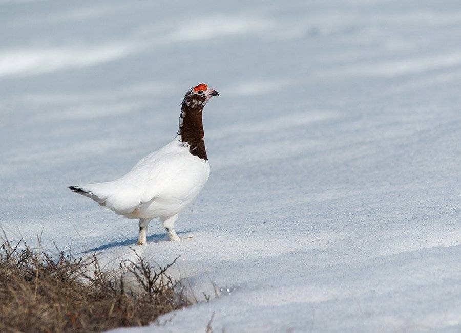 чукотка арктика тундра птицы куропатка белая ток весна, Максим Деминов