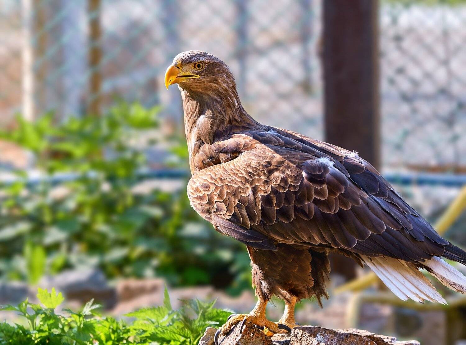 , Олег Богданов