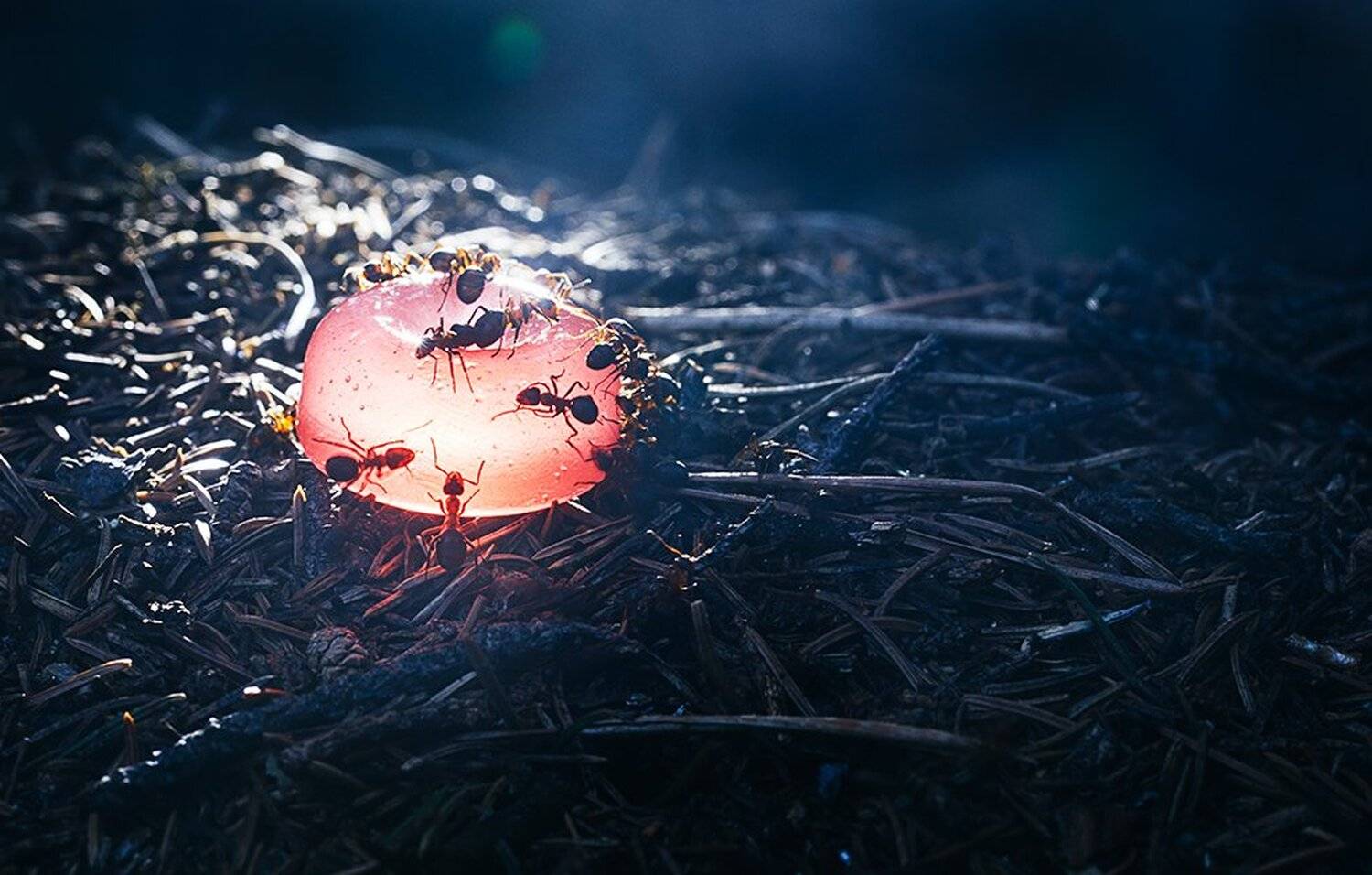 макро, муравьи, муравейник, Евгений Толкачёв