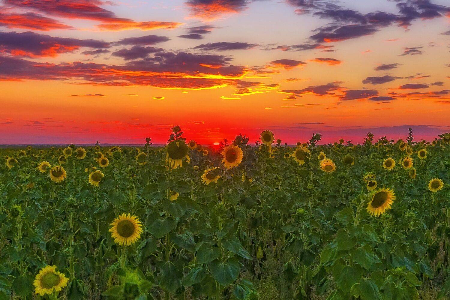 , Павел Сагайдак