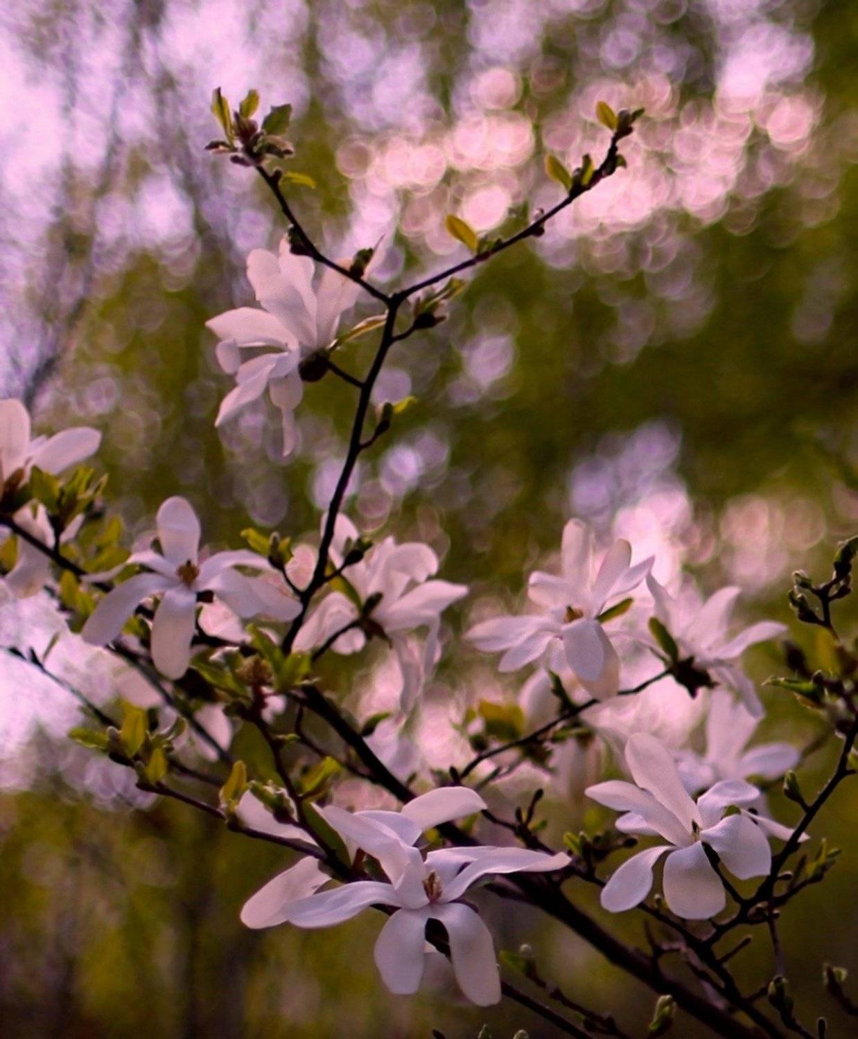 магнолия, magnollia, весна, spring, Julia Kaissa
