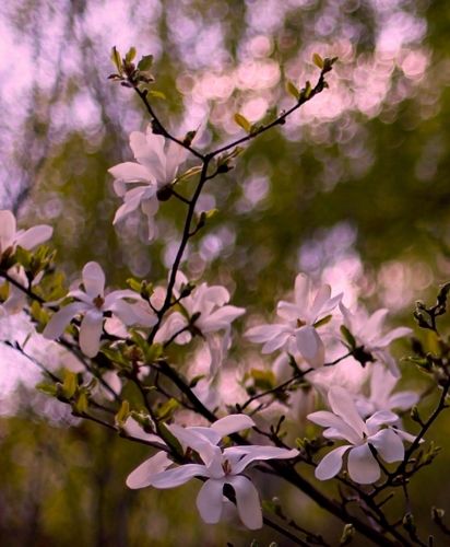 Magnolia