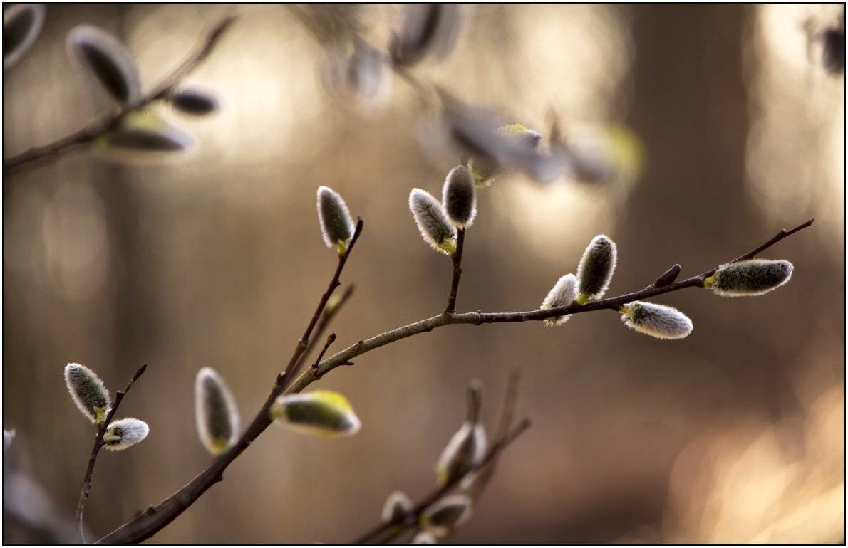 , Марина Никулина