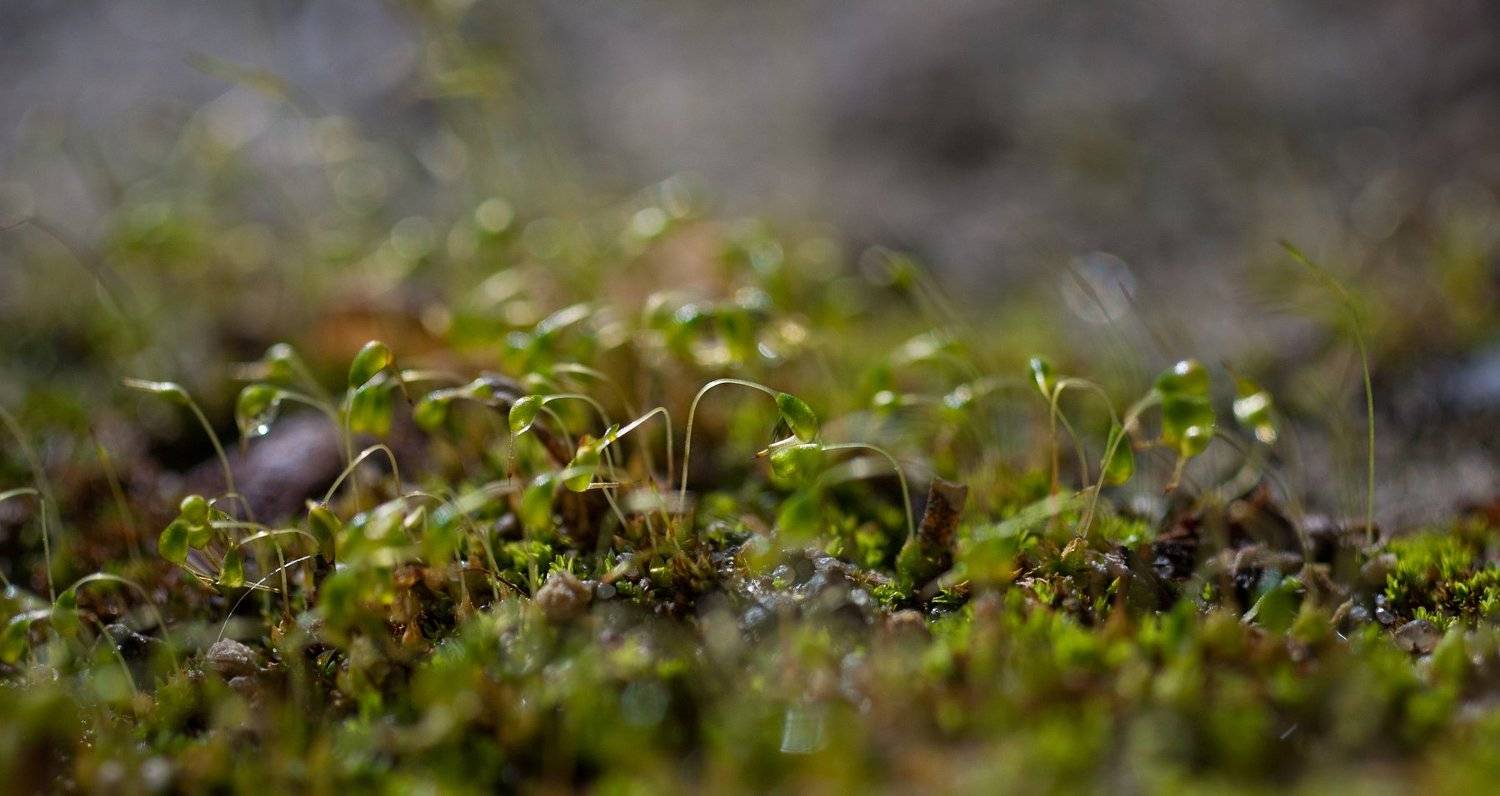 макро,роса,вега, Дмитрий Недочитанный