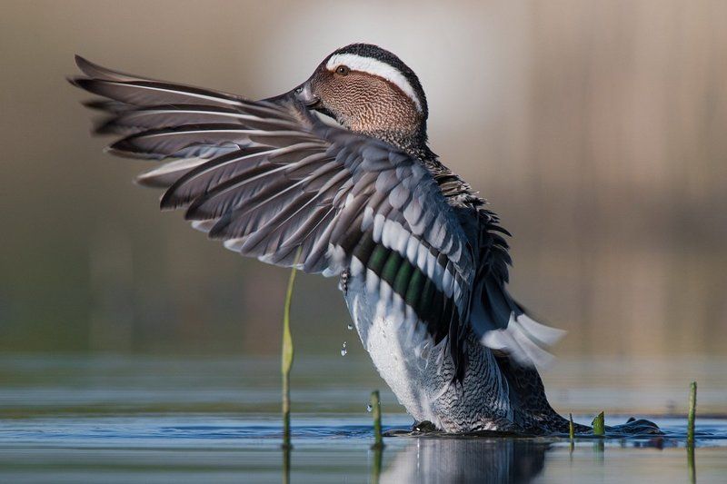 Чирок-трескунок фото превью