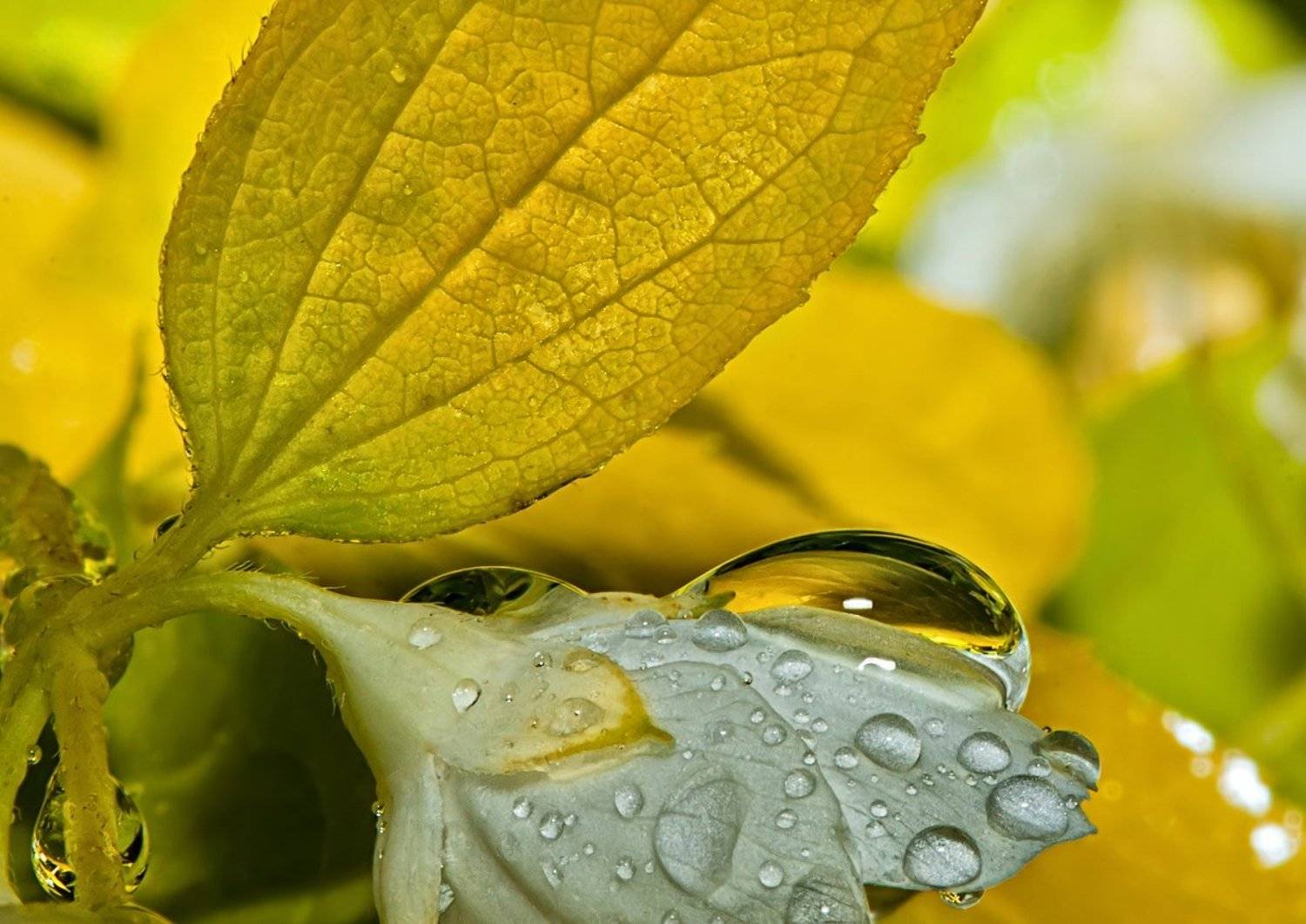 макро; капля;, Александр Демин