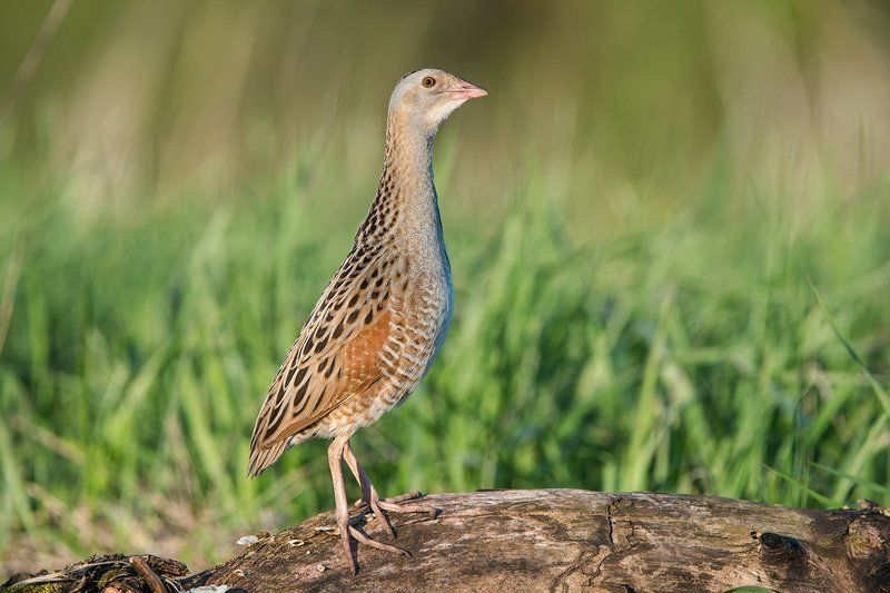 Коростель фото превью