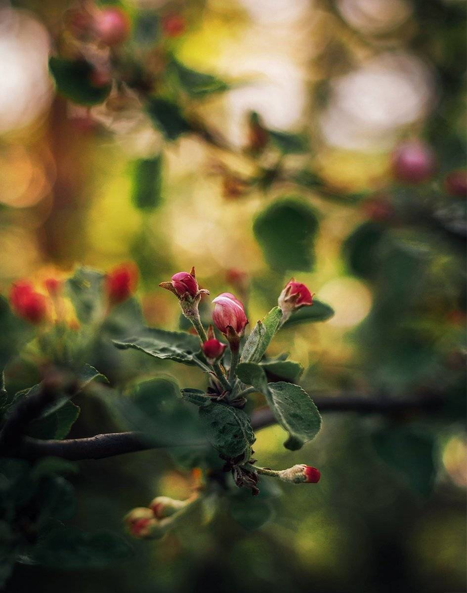 , Чернякова Анна