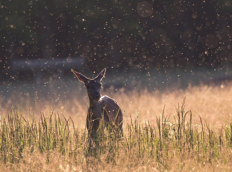 *** фото превью