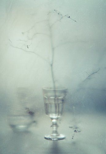 страусиные страсти в отсутствии страуса