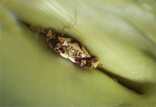 майский крабик