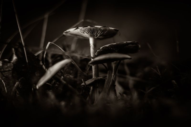 fungi, nature, mushroom, macro, close-up, bnw, black and white, series, color, green, red, brown,  Mushroom фото превью