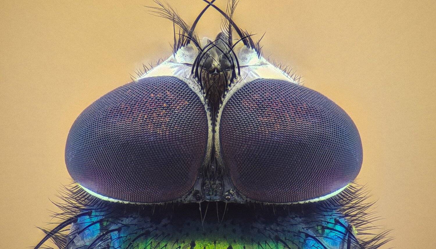 Автор: Tsvetan Ganev ceclii,macro,lgg4, extrememacro, макро, Tsvetan Ganev