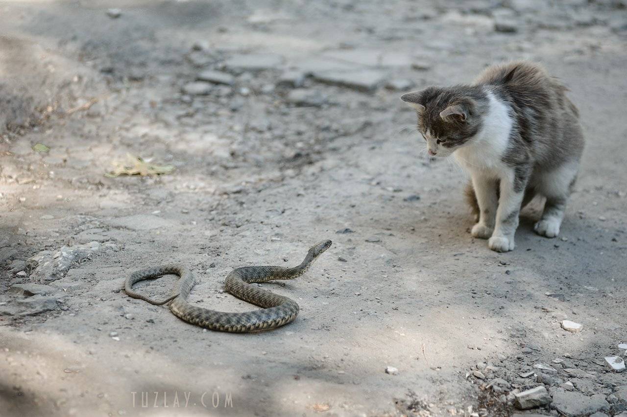 водяной уж, кошка и змея, Владимир Тузлай