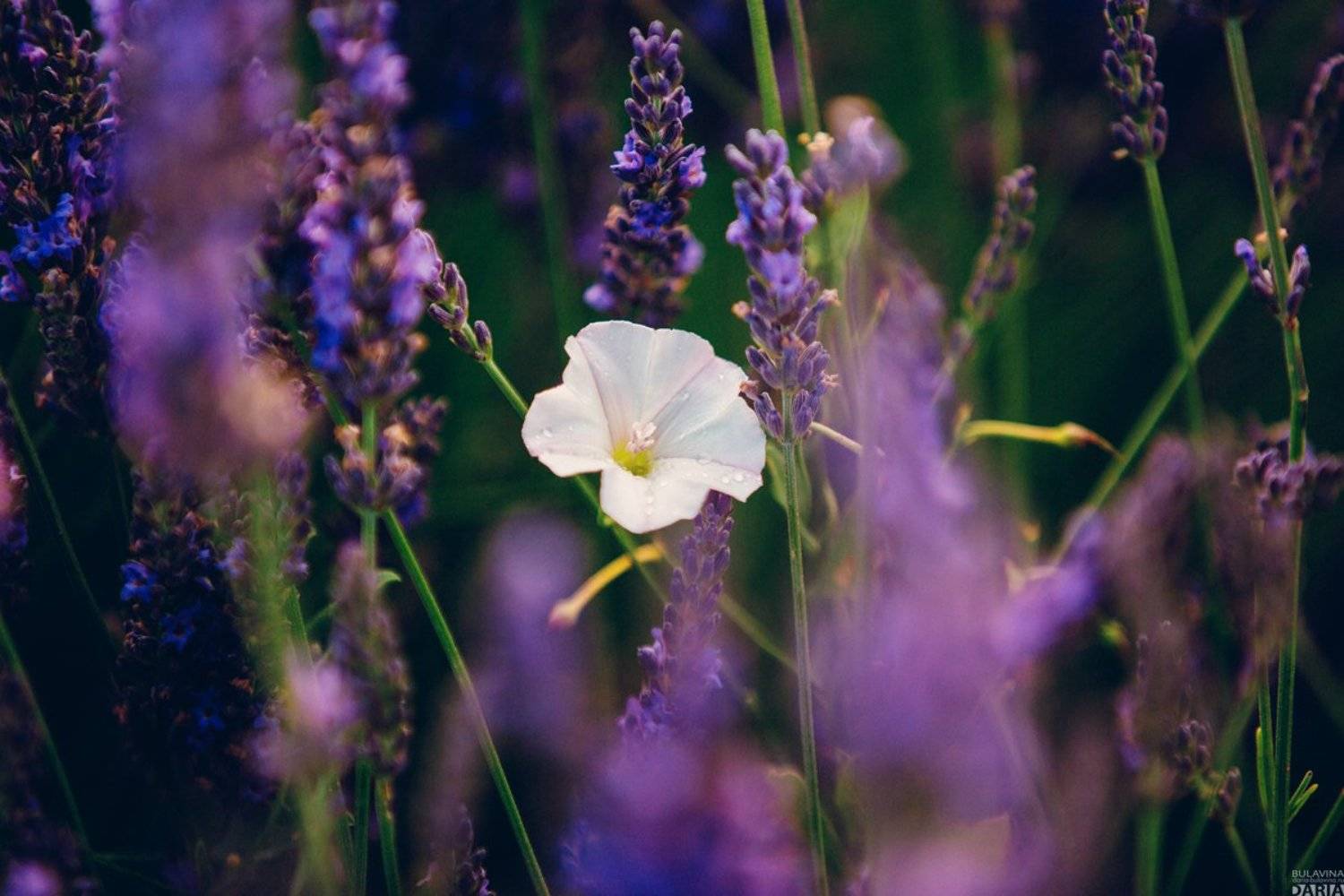 , Дарья Булавина