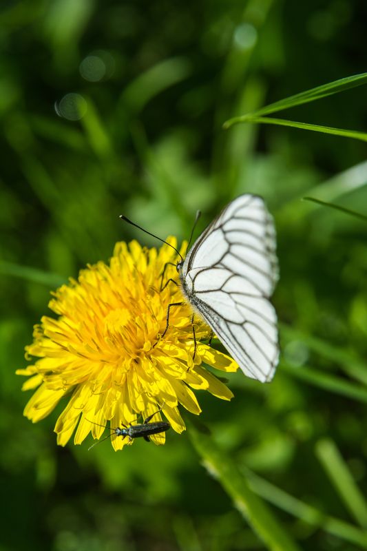 Bloom and butterfly фото превью