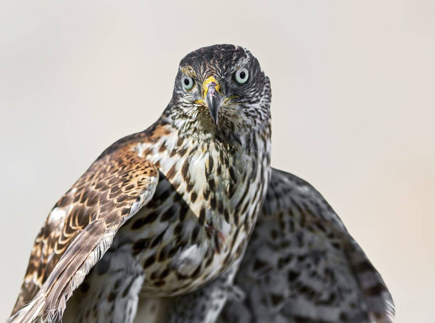 , Олег Богданов