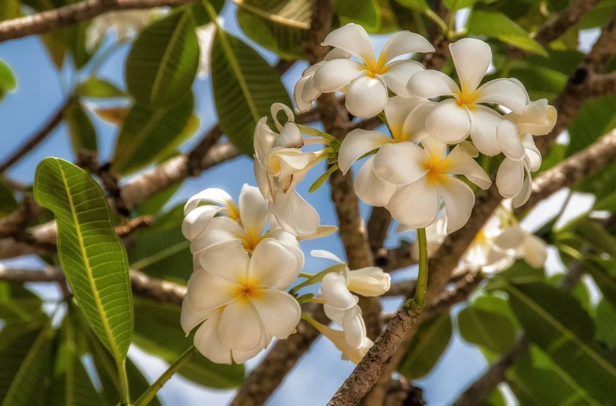 тайланд, плюмерия, GunterV