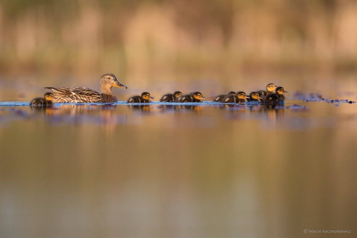 mallard, mkkaczy, ducks, ducklings, Marcin Kaczmarkiewicz
