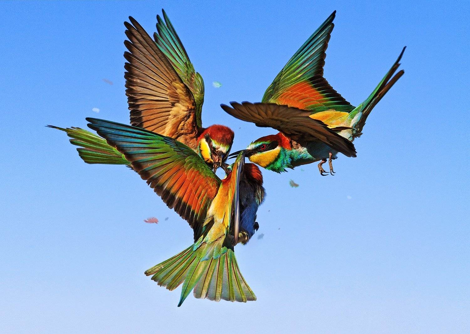 щурка золотистая,bee-eater,птицы, екзотика, драка, полет,, Костянтин Пазюк