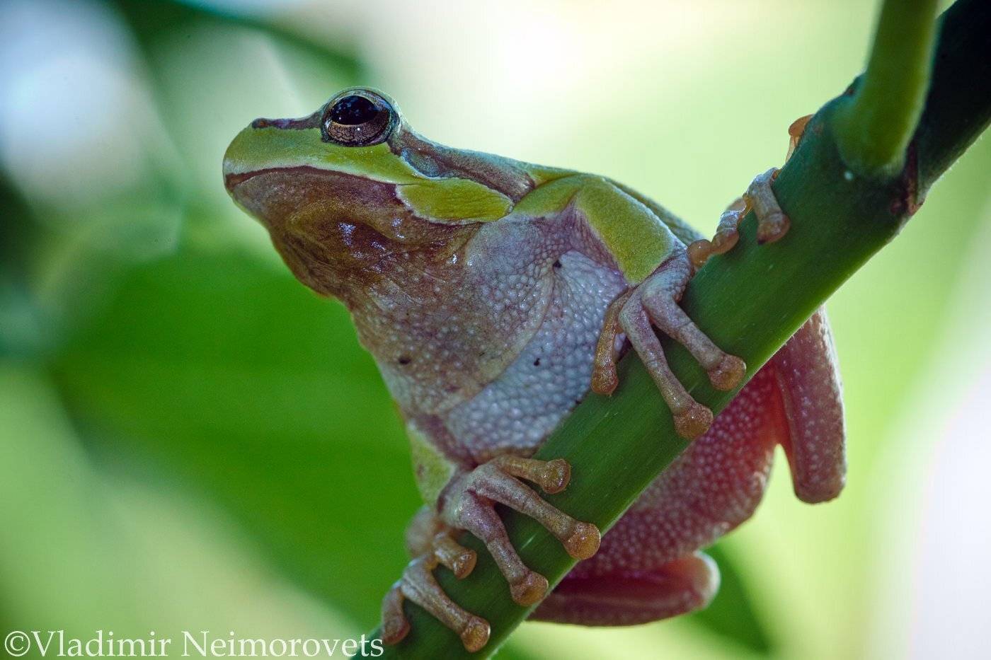 tree frog,квакша Шелковникова, Краснодарский край, Hyla arborea schelkownikowi, Krasnodar Territory, North-Western Caucasus,frog, , Владимир Нейморовец