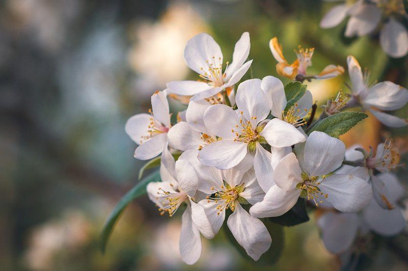 Яблоневый цвет фото превью