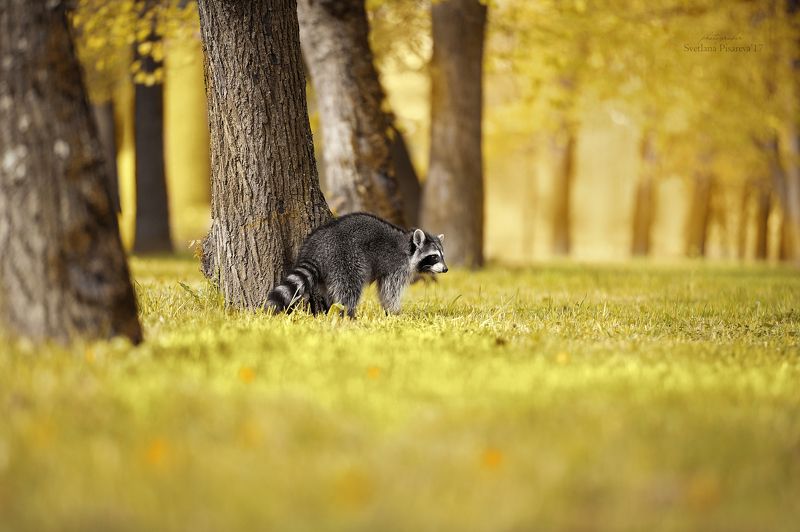 Утренний енот... фото превью