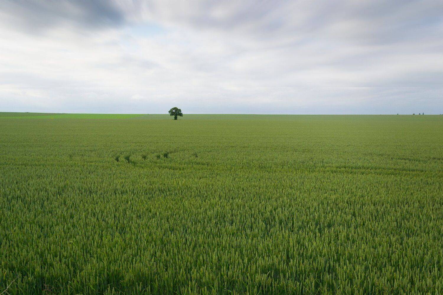 , Мартин Костадинов