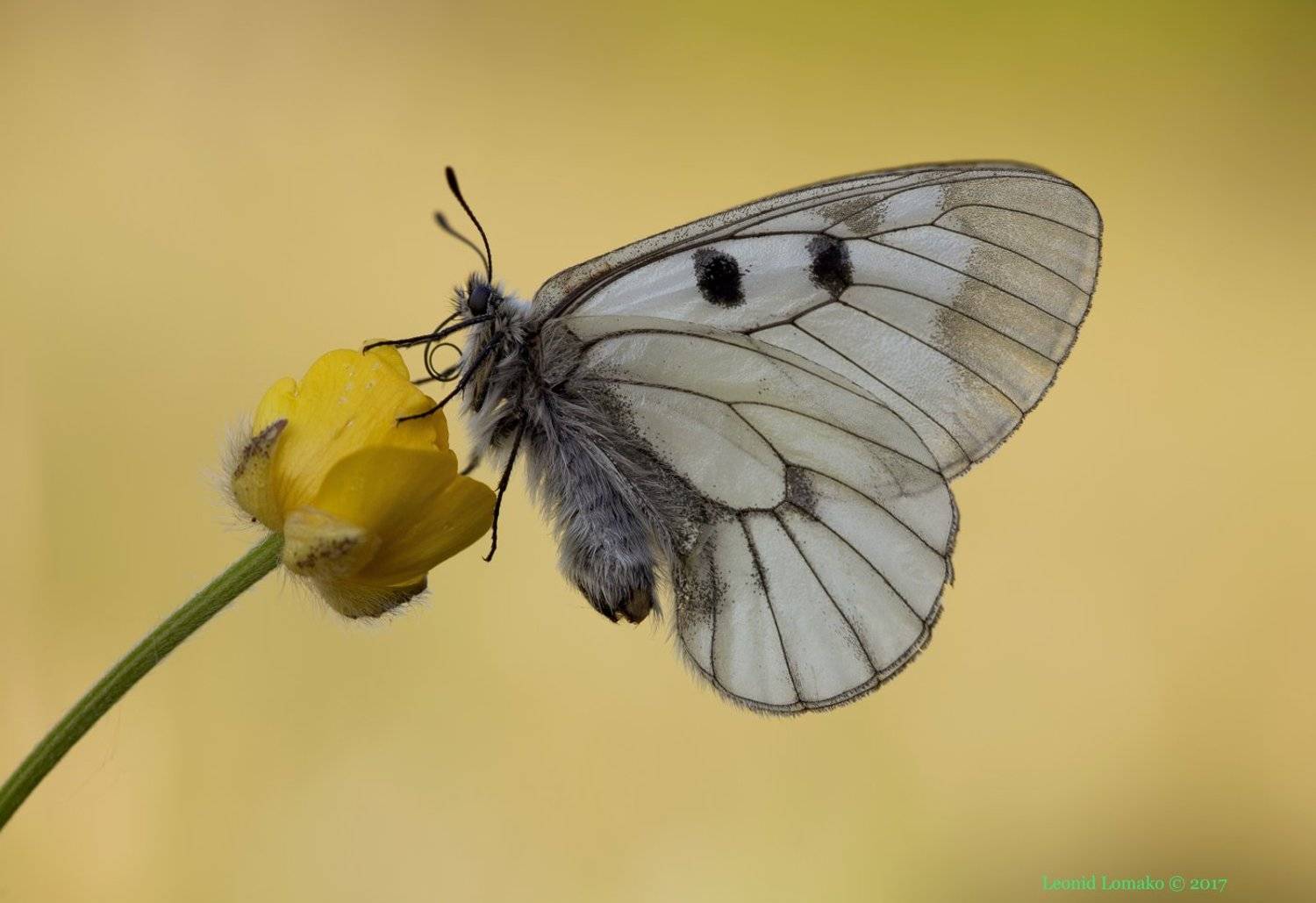 мнемозина, аполлон, бабочка, Леонид