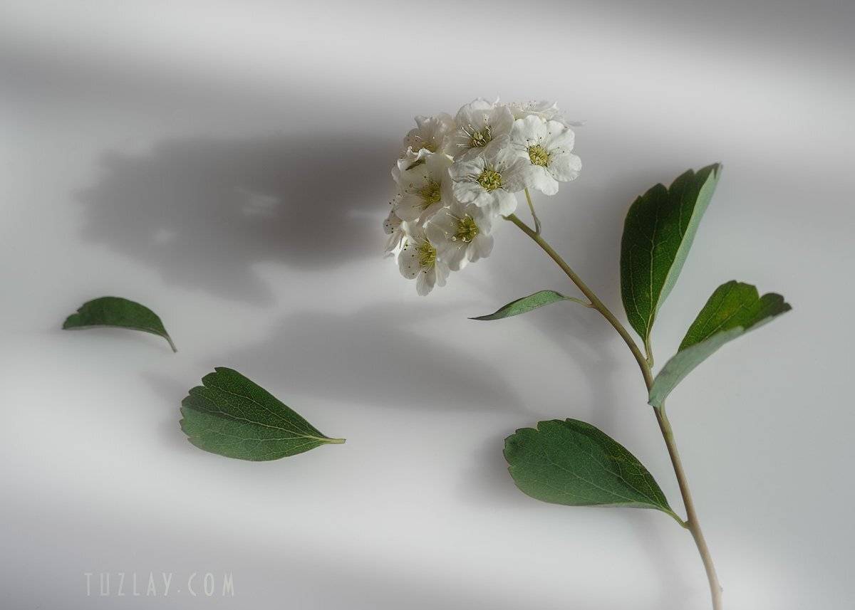 , Владимир Тузлай