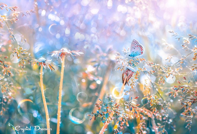 crystal dreams, macro, spring, color, art, nature, butterfly \