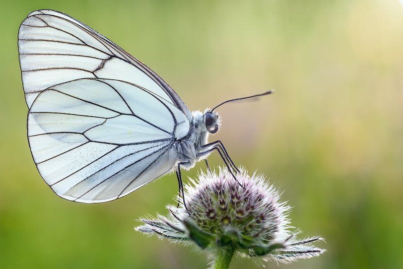 Aporia crataegi фото превью