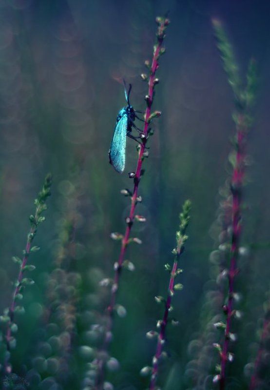 Szmaragdek фото превью