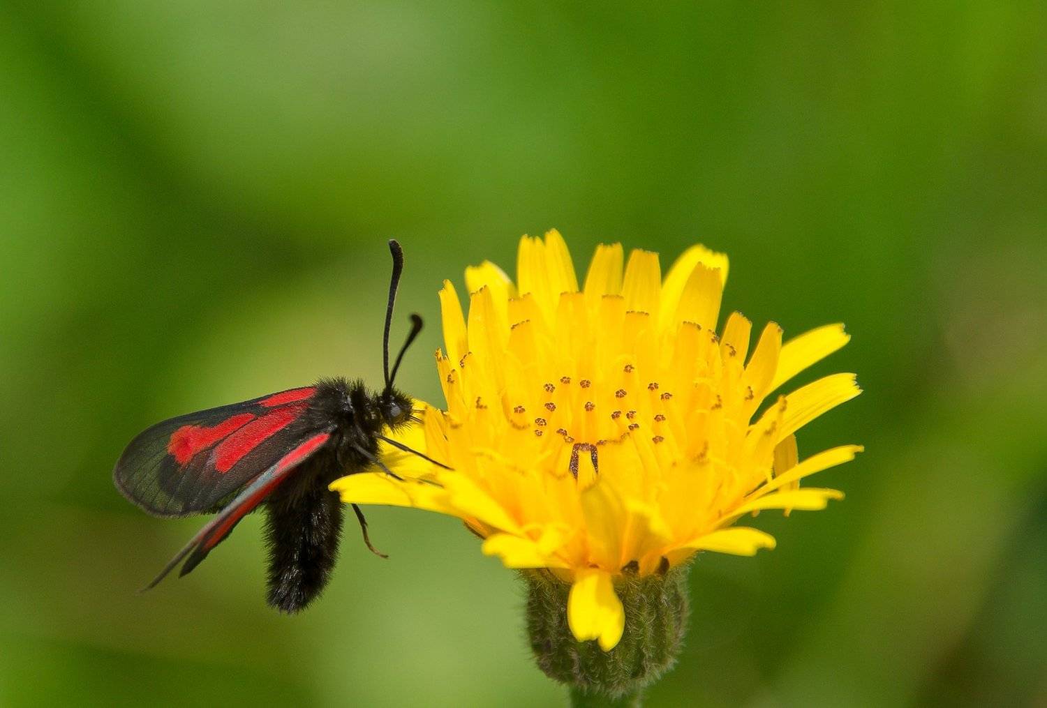 Пестрянка скабиозовая, бабочка, Zygaena minos, цветок, жёлтый, зелёный, чешуекрылое, горы, Архыз, лето, Ксения Соварцева
