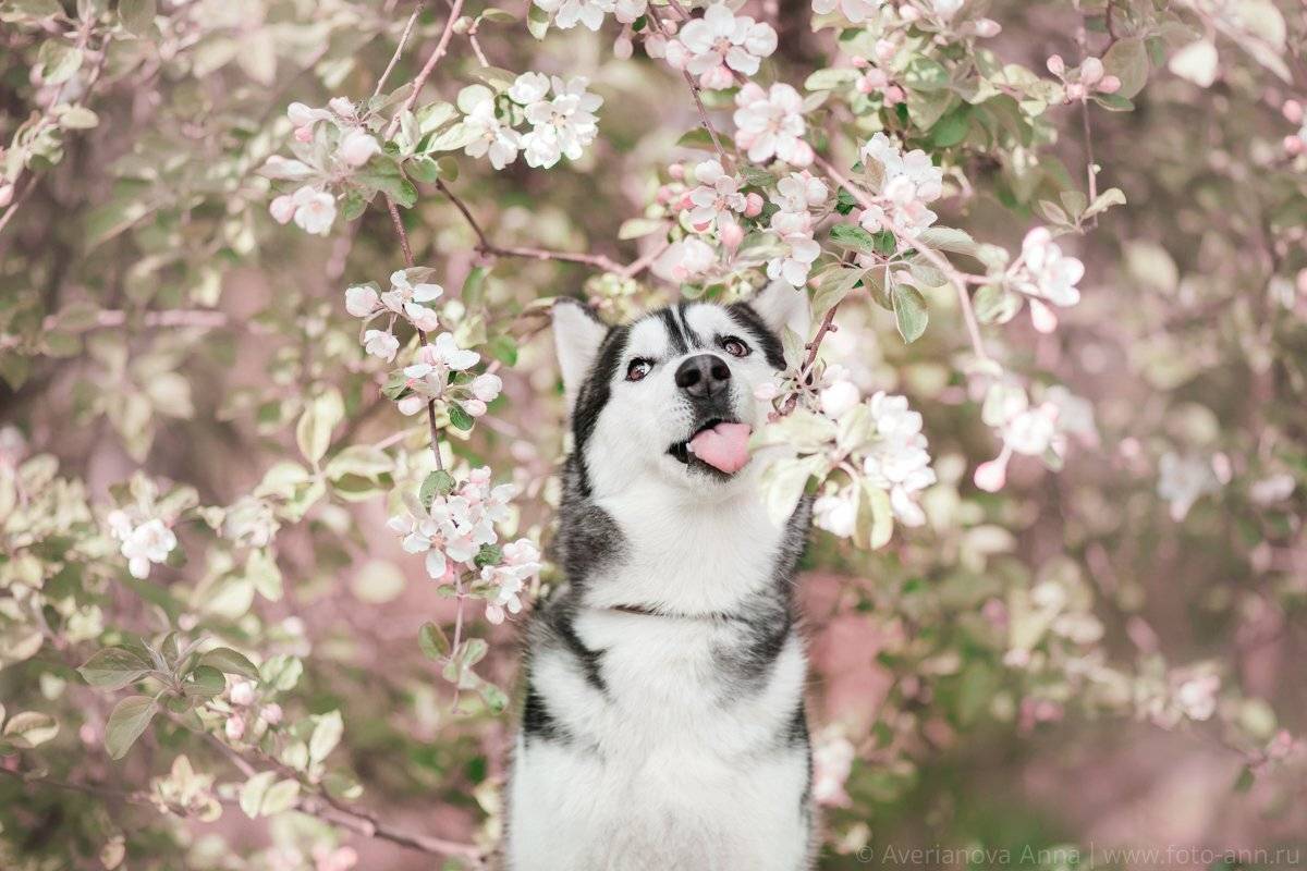 собака, хаски, природа, яблоня, Анна Аверьянова