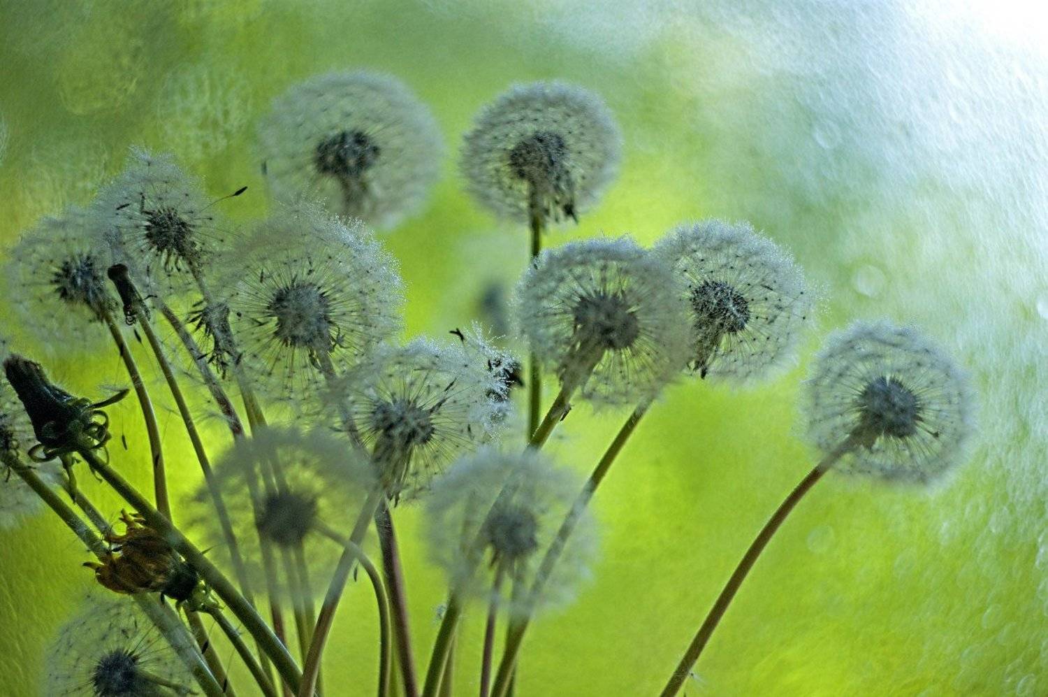 макро,композиция,этюд,одуванчики,взгляд,боке,гелиос,, Марина Соколова