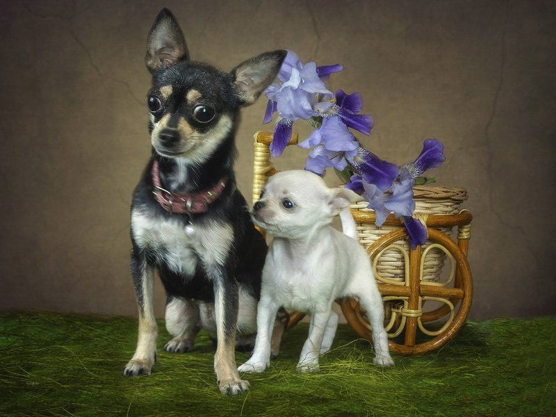 Мама, я с тобой! фото превью