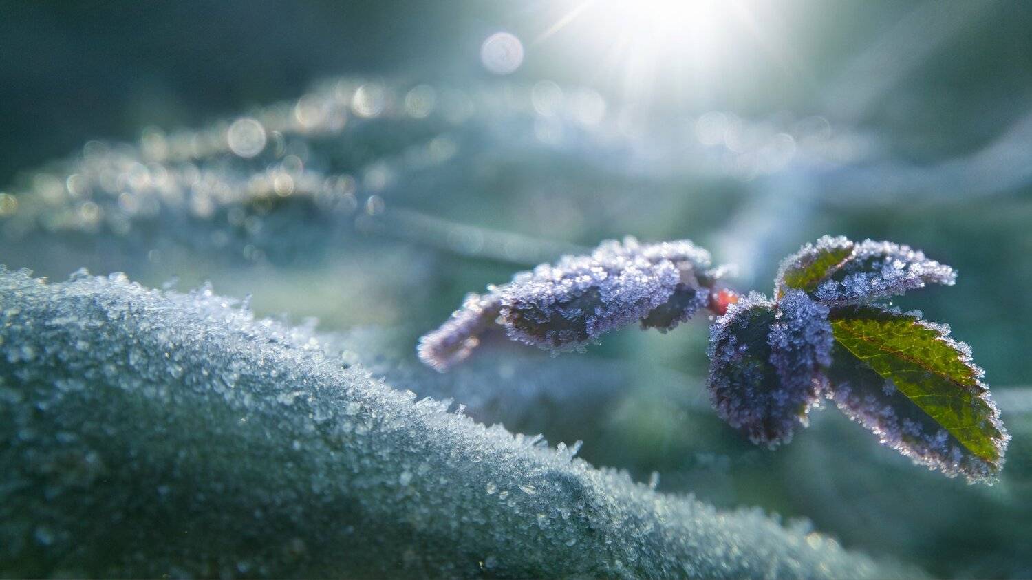 ceclii,macro,lgg4, close-up, Tsvetan Ganev