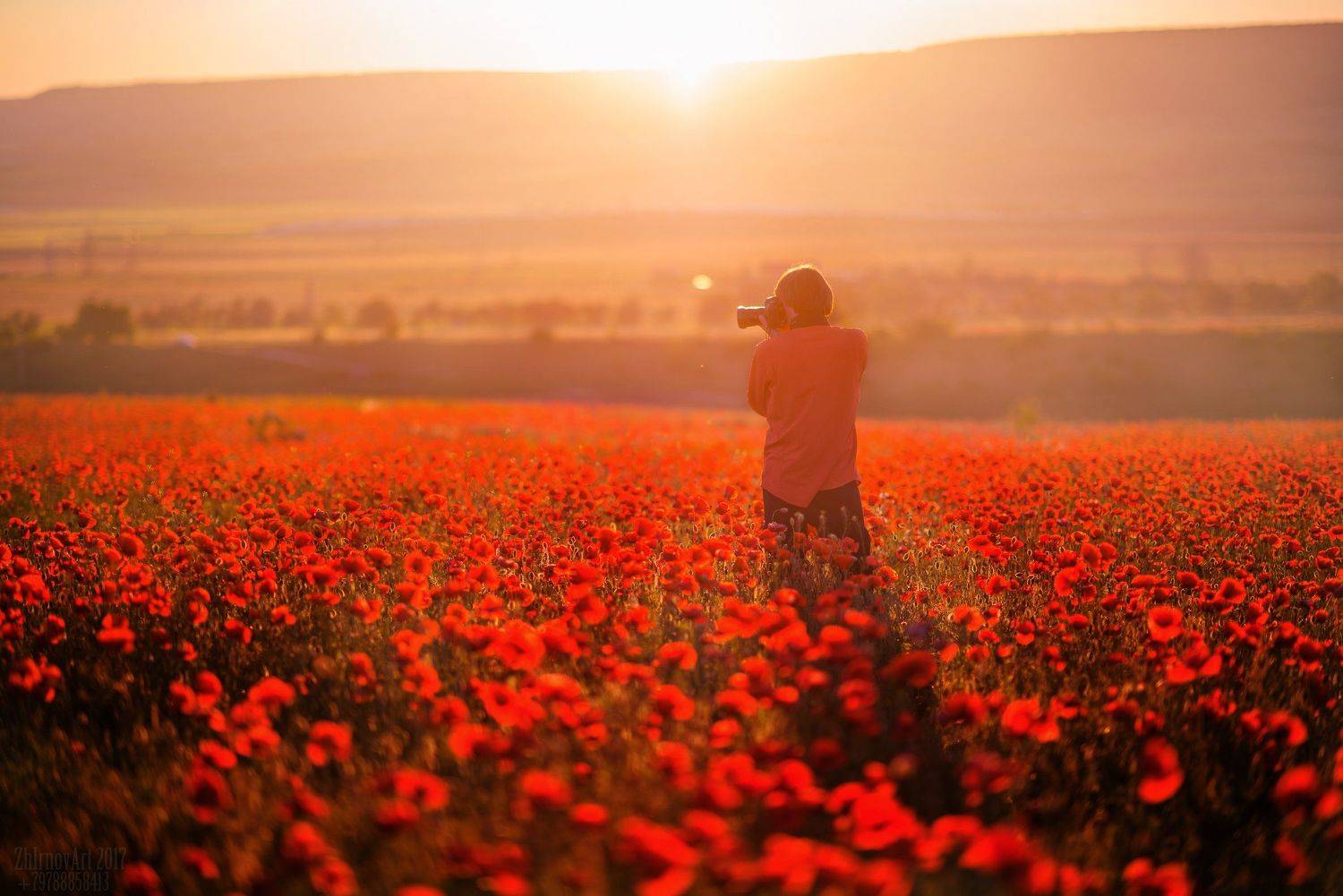крым , маки , русское поле с маками , закат , солнце , поле , просторы, Илья  Жирнов