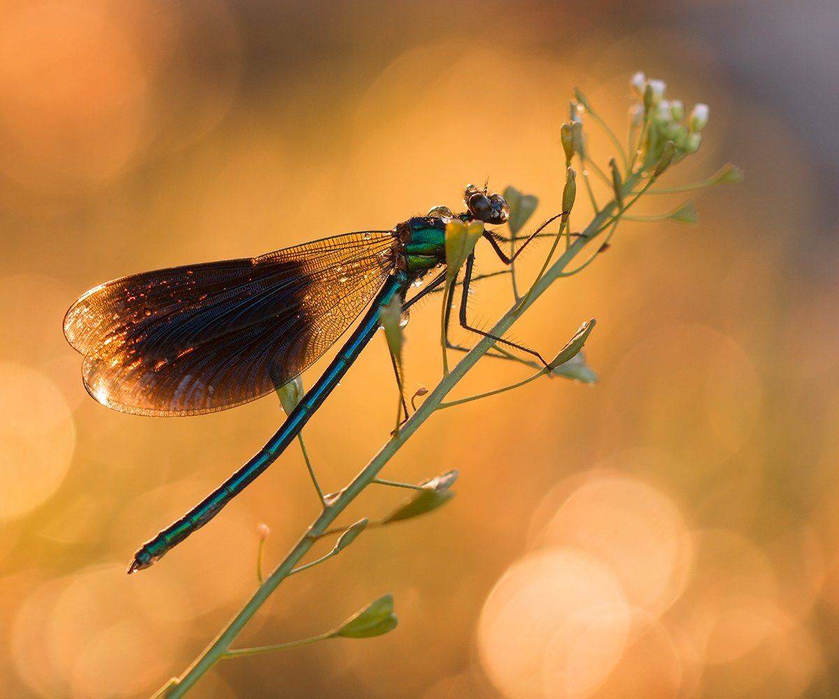 , Pawel Plucinski