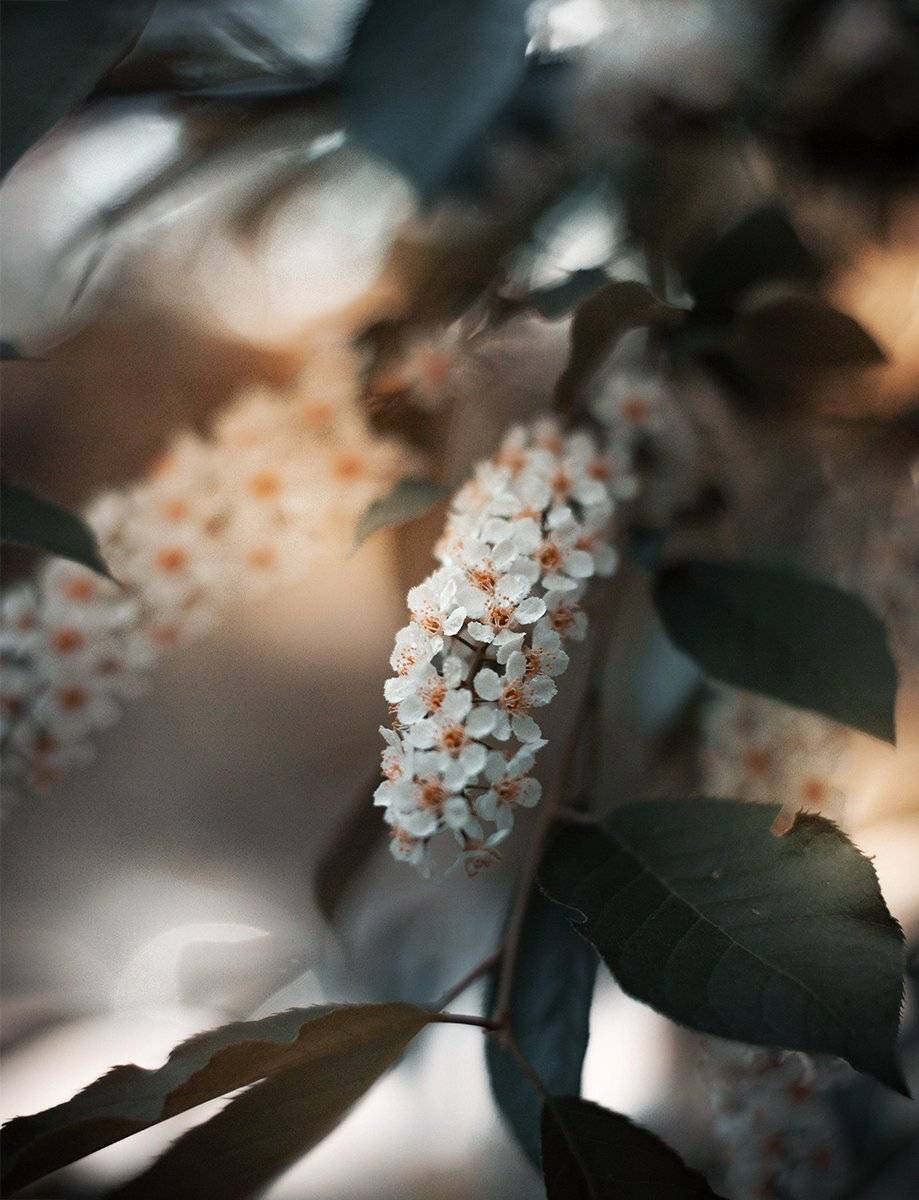 , Чернякова Анна