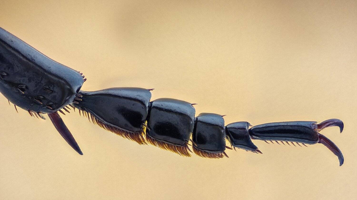 ceclii,macro,lgg4, extrememacro,  макро, Tsvetan Ganev
