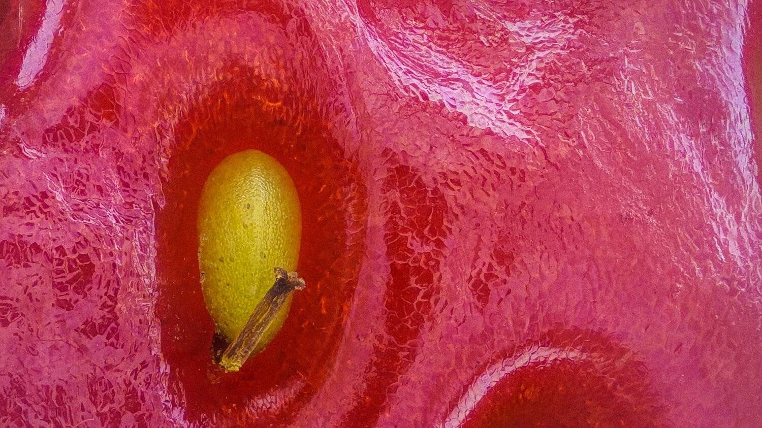 ceclii,macro,lgg4, extrememacro,  макро, Tsvetan Ganev