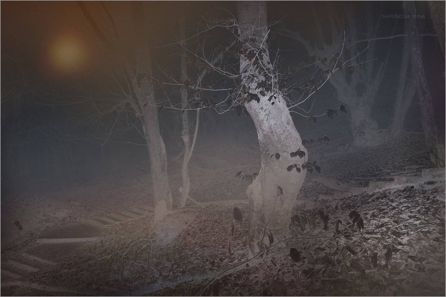 , Шипунова Ирина