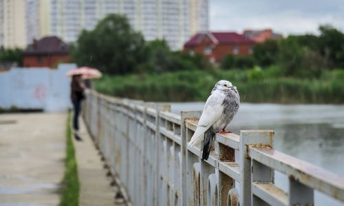К мотиву дождливого дня.